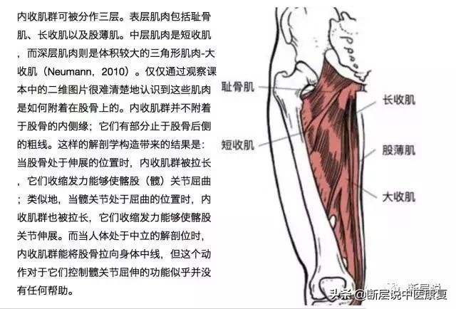 女性盆底健康问题，针刺要扎三阴交，手法要选内收肌