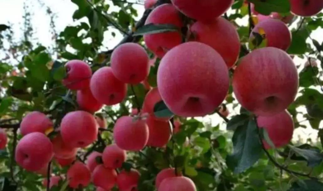 果园管理规章制度,柑橘果树修剪15条铁律