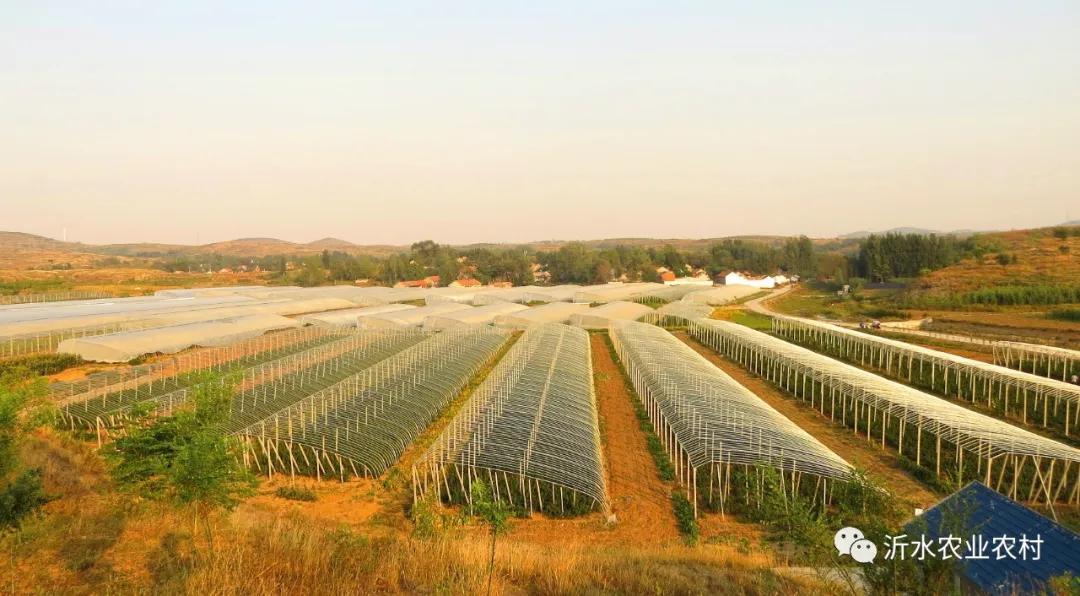 种养产业推动乡村振兴工作,我县壮大特色农业引领乡村振兴
