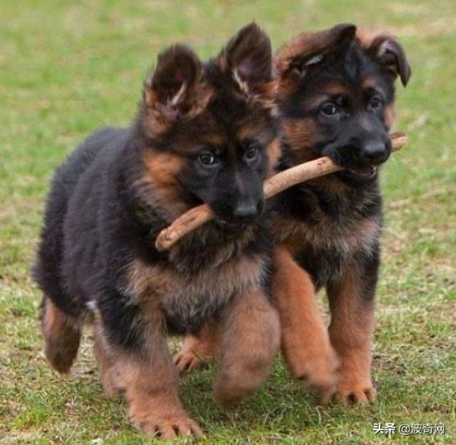 小时候的德牧有多萌,德牧小时候的神仙颜值