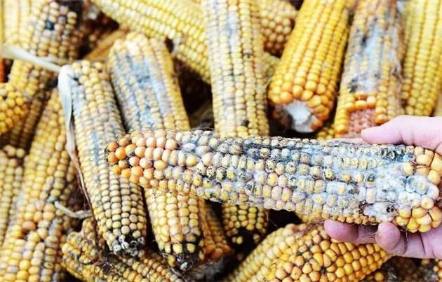 亲戚都喜欢吃的饭菜,一家人吃了发霉的食品