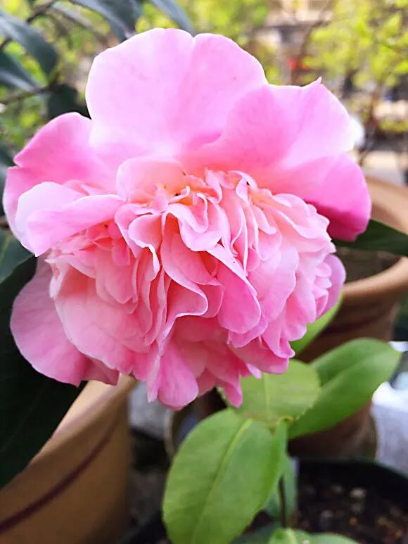 养茶花大盆好还是小盆好,如何种养茶花