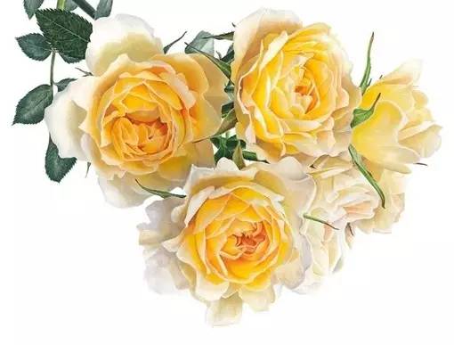 超写实绘画真实吗,超写实的植物绘画