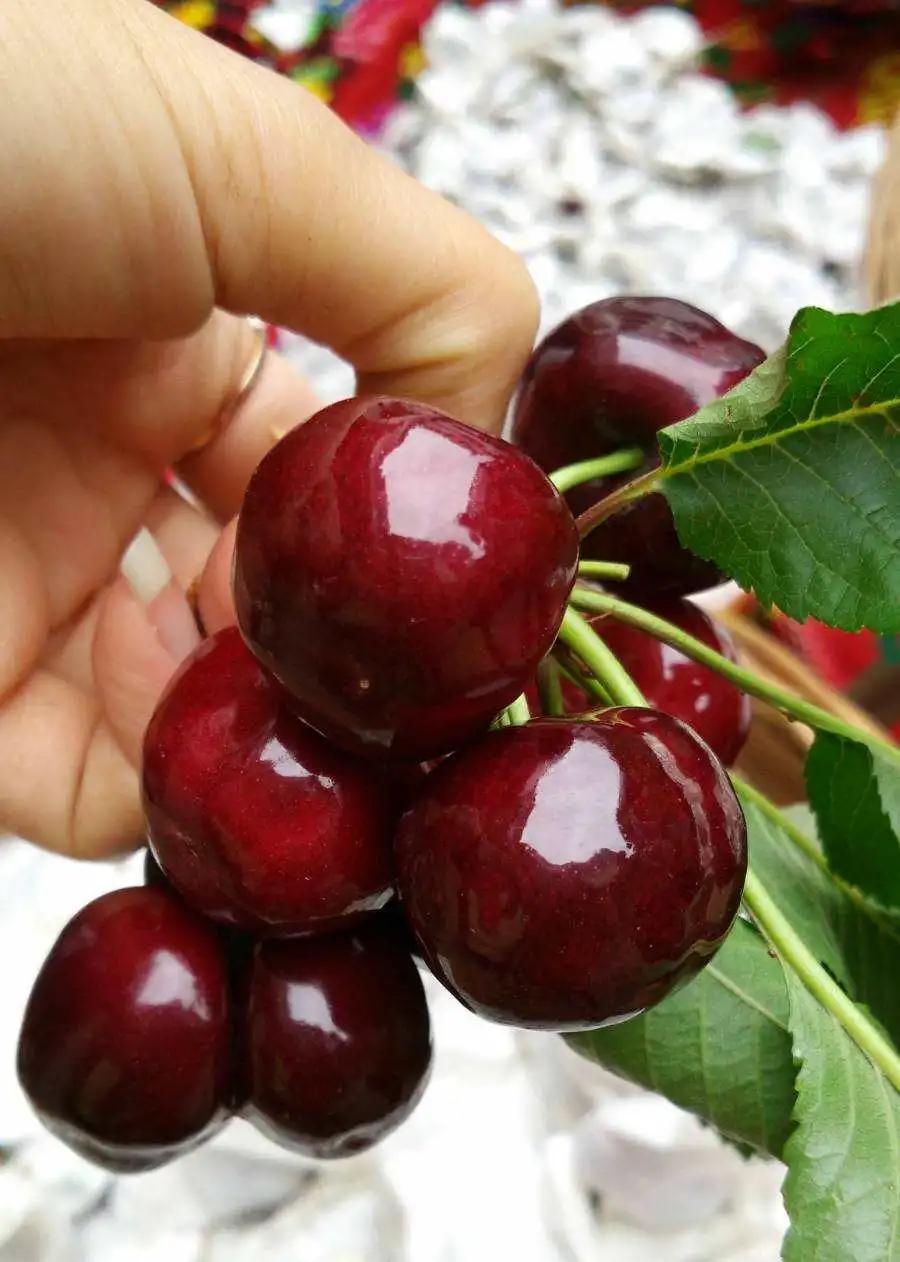 首批智利车厘子海运落地新发地,15分钟被抢光,太火了