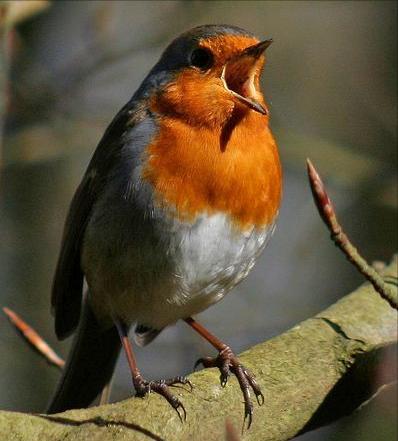 东江揽胜,惠州淡水常见鸟类图谱