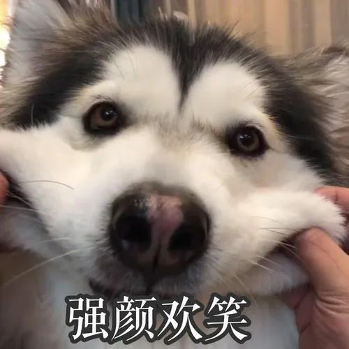 给狗狗取名字会影响它的性格吗,怎么给狗狗起名字才会听话