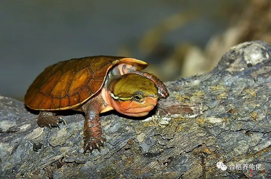 环境改变乌龟腐皮会自己好吗,环境导致的龟腐皮