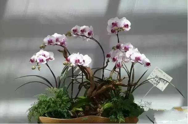 极品中的精品兰花,带你回忆天价兰花蕙兰篇