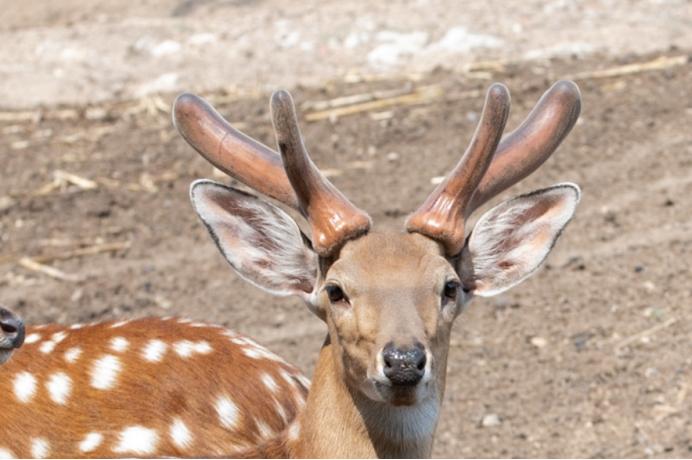 怎么选择鹿茸,行业人教你选购床垫