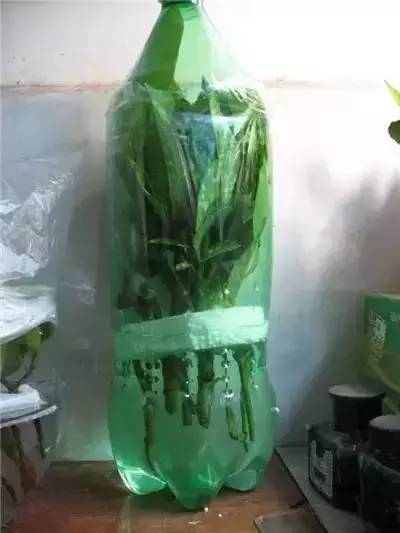 栀子花水插一个月不长根,栀子花水插方法介绍