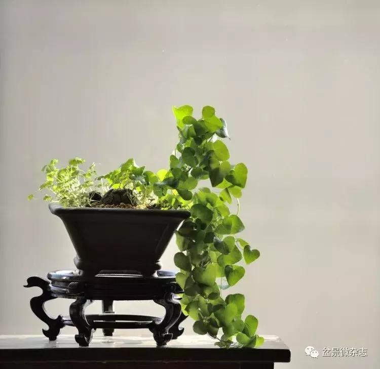 盆景艺术欣赏视频大全,盆景万象盆