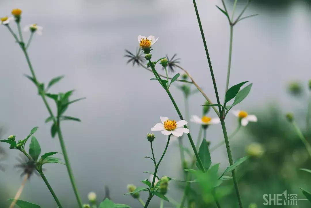 深圳市美美美,深圳最美免费水库