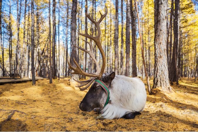 土拨鼠宠物怎么样养,土拨鼠宠物建议养吗
