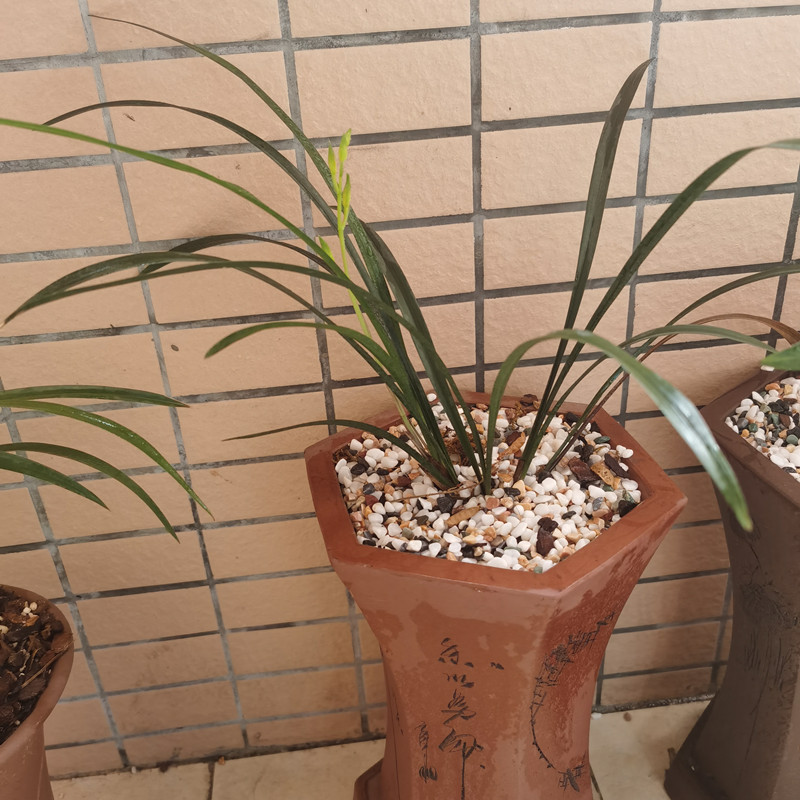 兰花黑斑病，试试这样防治，简单好用