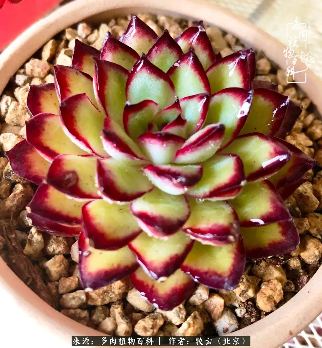 日常生活中常见的多肉植物,多肉植物神奇之处