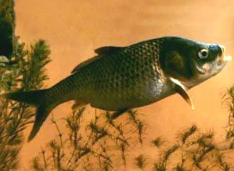 12种中国最珍贵的顶级食用鱼，做为一名吃货不可不知！