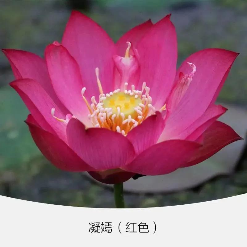 微型丰花碗莲有什么品种,微型碗莲适合种什么花