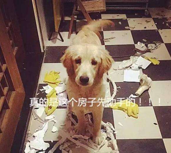 金毛狗狗的优点和缺点,金毛为什么那么好看