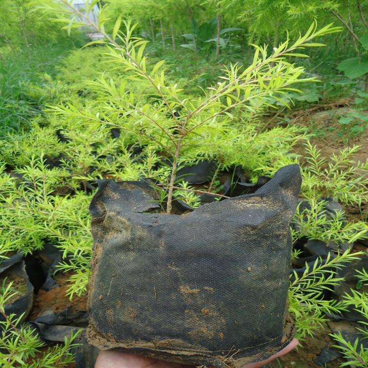 你见过在红豆杉树上种石斛吗？