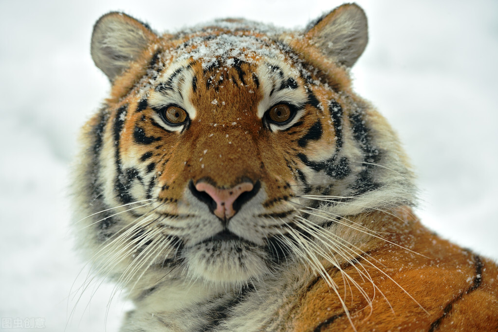 俄罗斯的老虎为什么叫东北虎 (东北虎到底是中国的还是俄罗斯的)