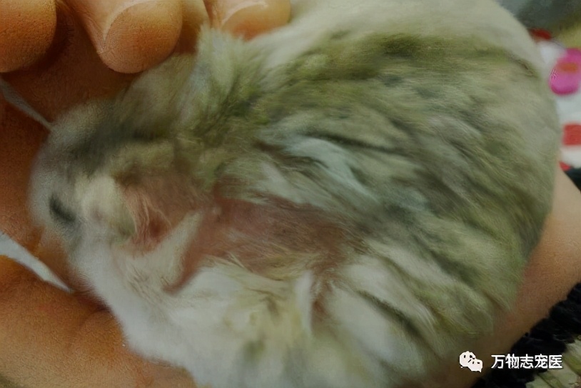 常见仓鼠疾病图片高清可爱,养仓鼠患呼吸道疾病