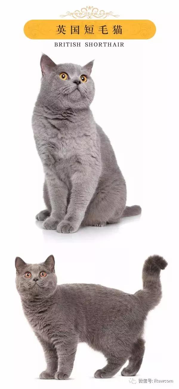 搜猫咪各种图片,世界猫咪图录