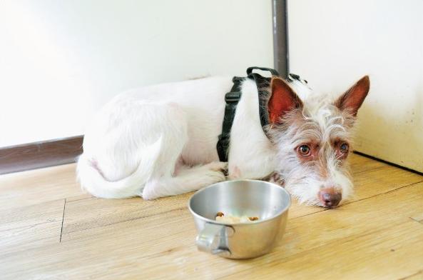 狗食管反流是怎么回事,狗狗胃食管反流症状