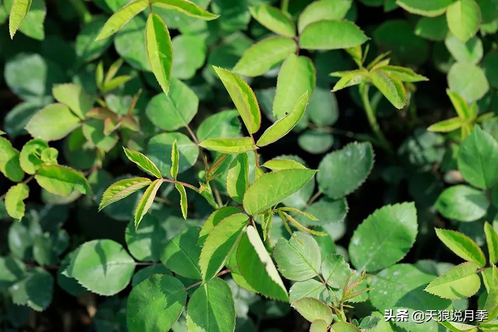 新长的月季叶子卷曲萎蔫怎么回事,月季叶子绿的就蔫了