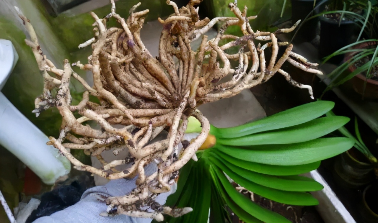 君子兰如何养殖才能长得更旺盛,君子兰怎么能养出好根系