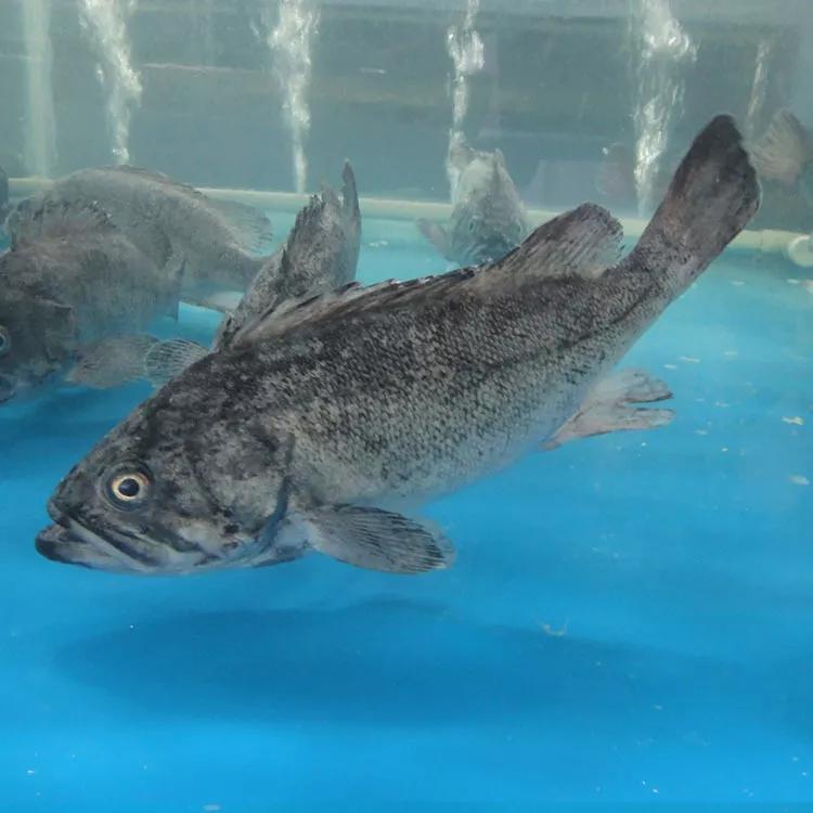 开海什么海鲜最好,开海季肥美海鲜