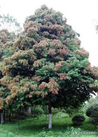 四大名木三大贡木,铁力木和明清铁力木