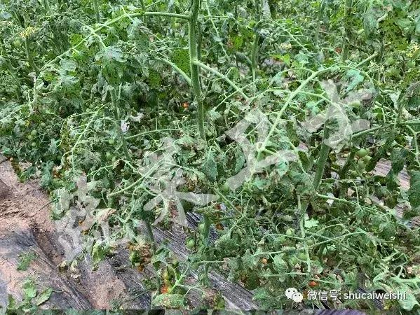 番茄灰叶斑病的图片,番茄灰叶斑病用春雷霉素治吗