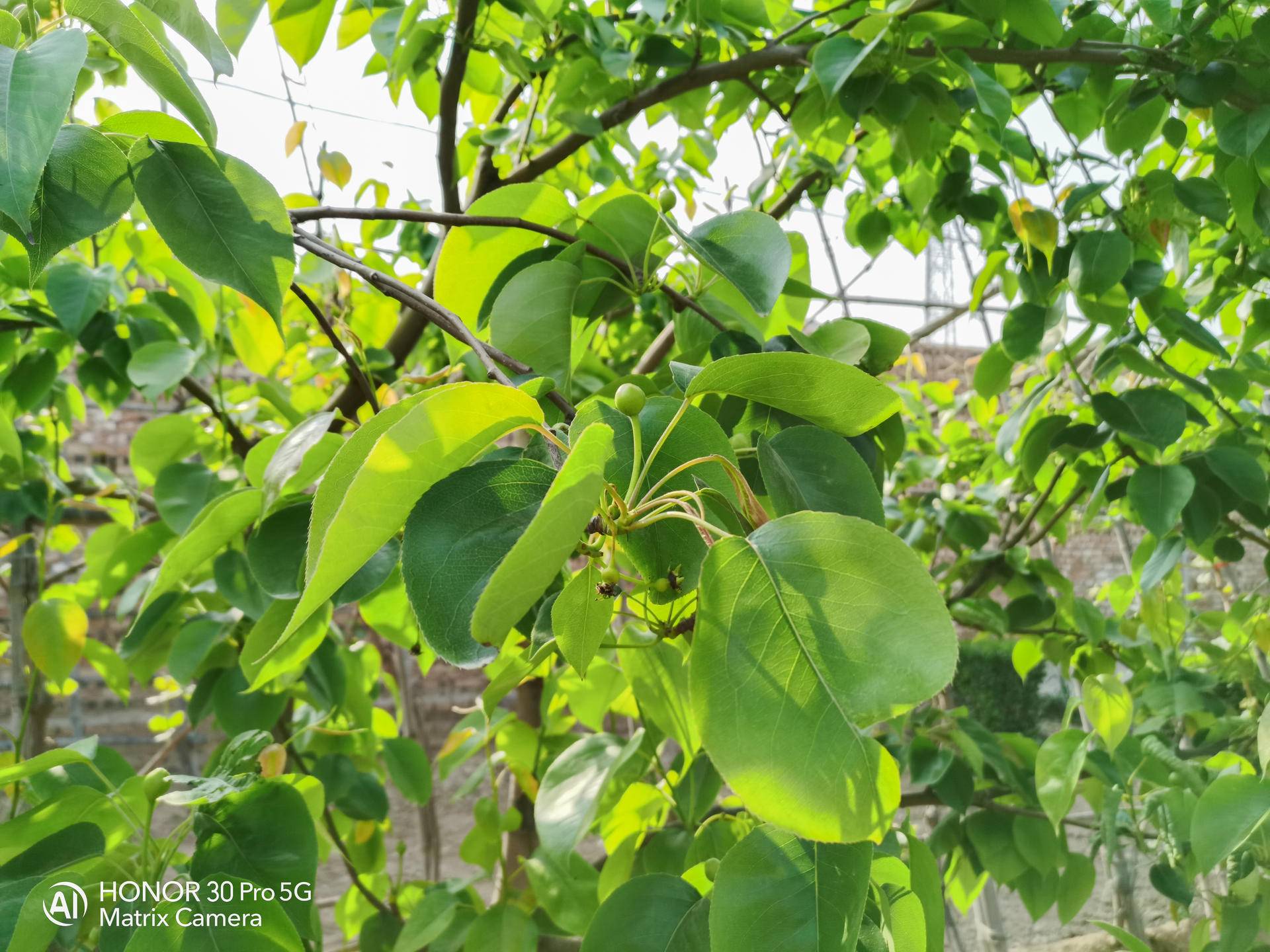 荣耀30pro用一个月的感受,荣耀30pro真实使用感受