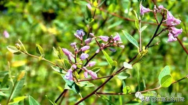 被低估的特产有哪些,被人低估的地方特产