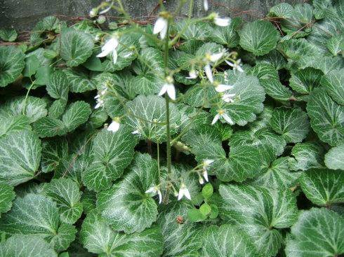 治咳嗽最有效的中草药,治疗咳嗽的草药有哪些