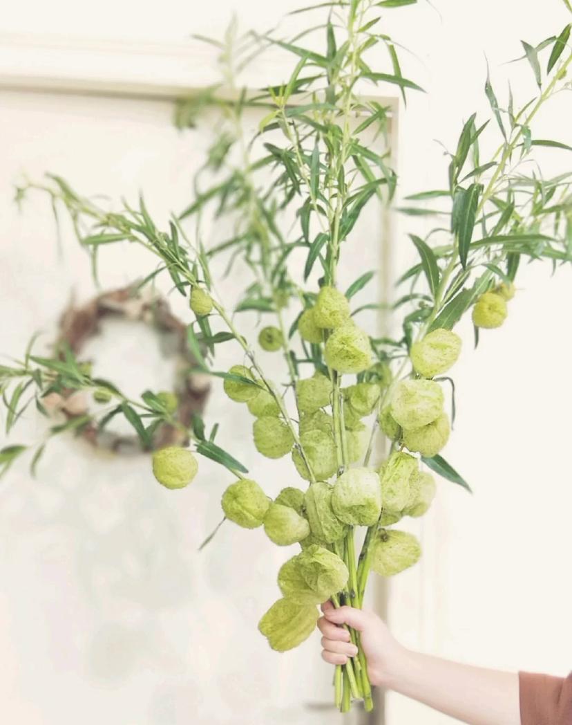 家里要有氛围感什么花比较好,家里高级的花