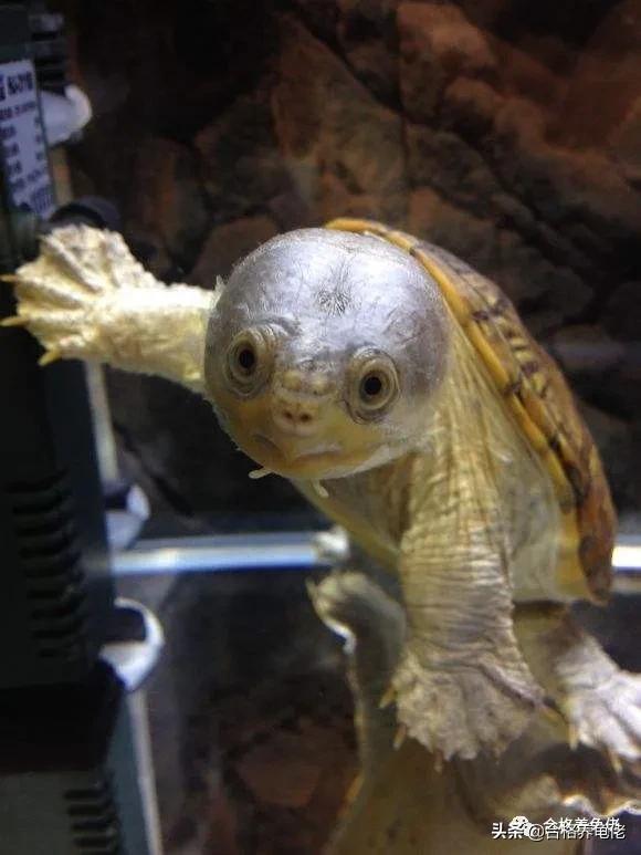 想要乌龟长得快加温到多少,安缘龟断尾有什么影响