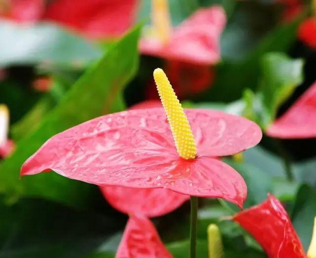 红掌怎么养才会开花越多,怎么让红掌叶绿花红