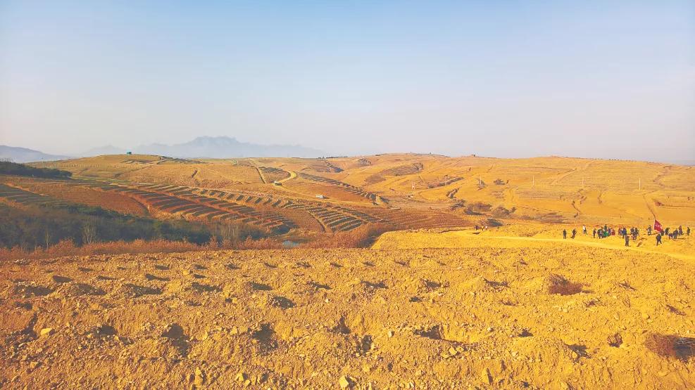 魏本欣,魏本欣榛子