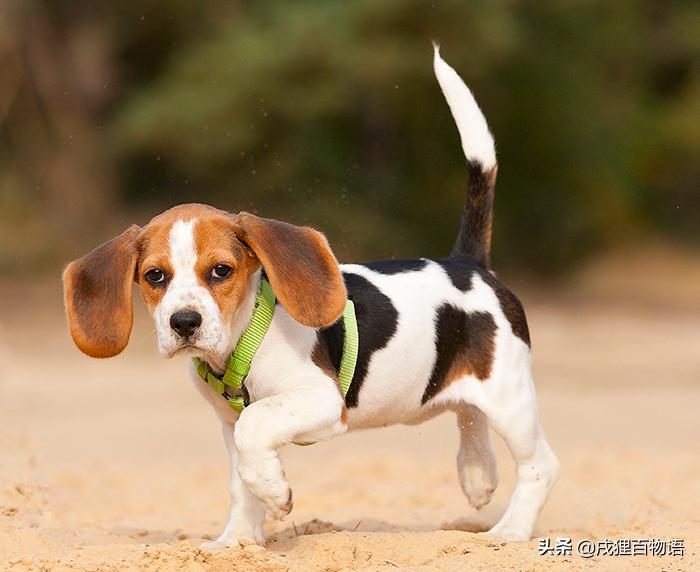 哪些狗狗遭遇了不好的事情,那些年狗狗生过的病