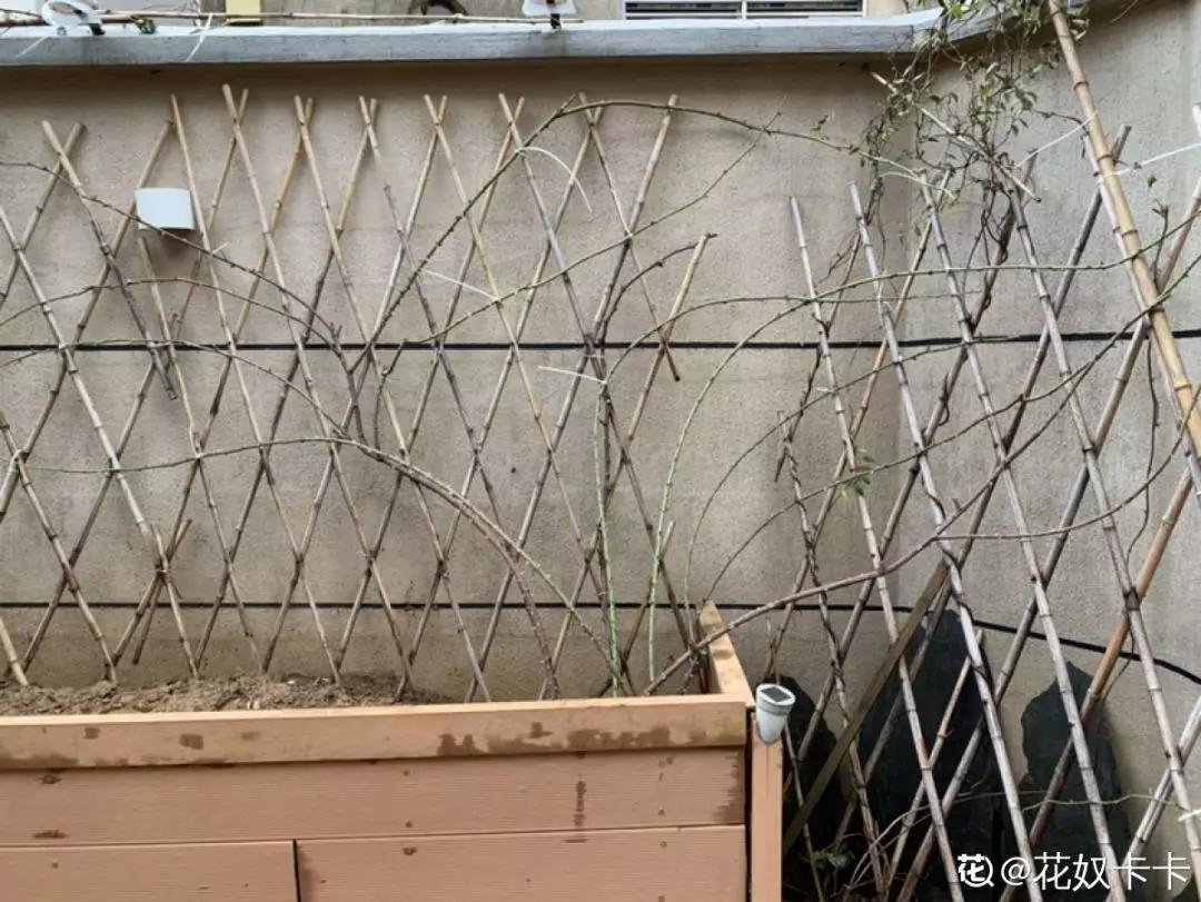 花买回来叶子蔫了怎么办,花掉花苞有什么好方法吗