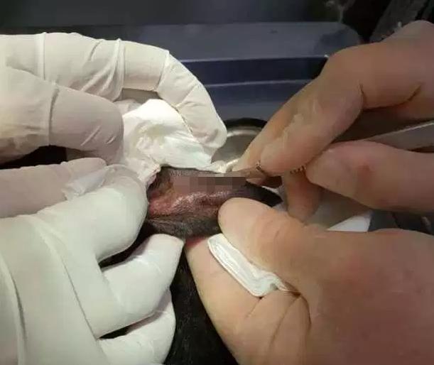 小狗耳朵被咬了个洞能自愈吗,狗狗耳朵血肿的症状及诊断治疗