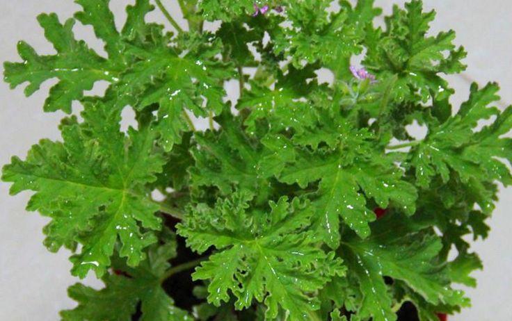 适合养在卧室的灵草,薄荷草适合在卧室内养会影响睡眠