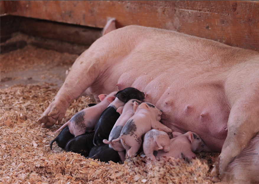 给母猪保胎用什么中药,给母猪保健用什么药