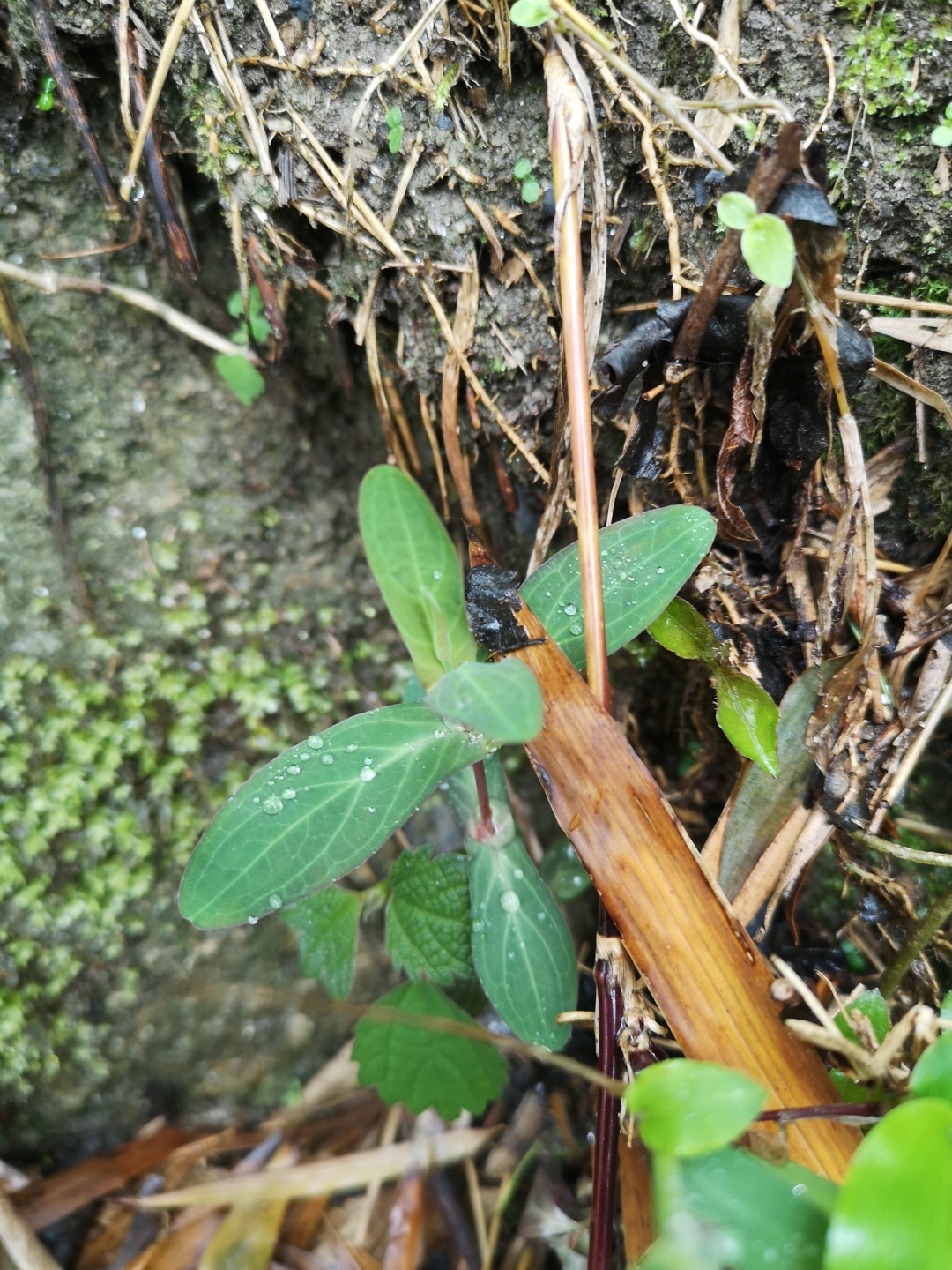 竹林深处探宝——只为了那一棵黄精