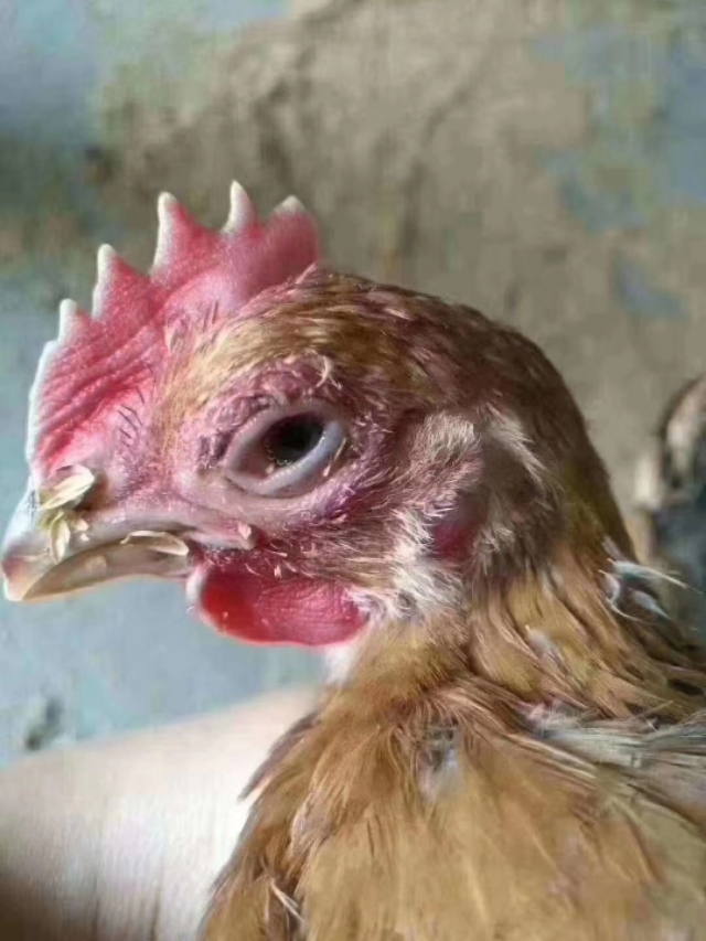 鸡张嘴呼吸最佳治疗方法,鸡张口呼吸有什么小妙招