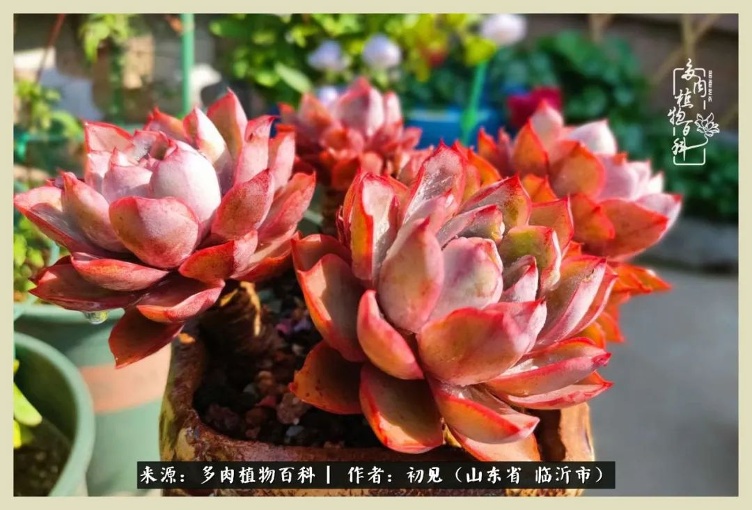 和多肉植物相伴,和多肉相处的心情