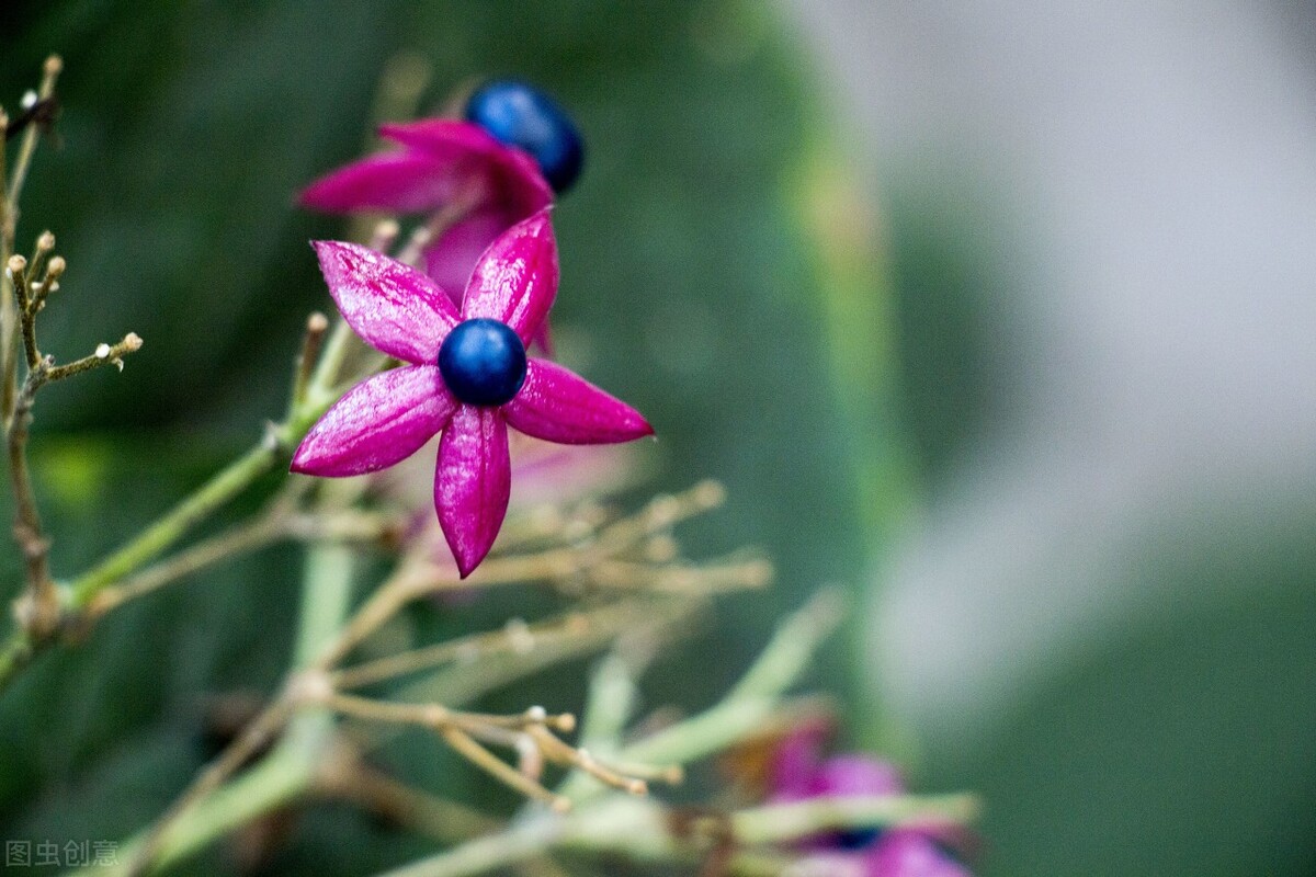 郁郁葱葱的多肉植物,适合阳光足的一年四季开花的植物