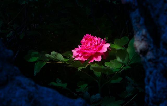 洛阳牡丹花摄影,中国牡丹花开摄影