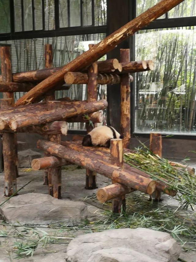 在上海迪士尼怎么玩比较快呢,在上海迪士尼玩一整天